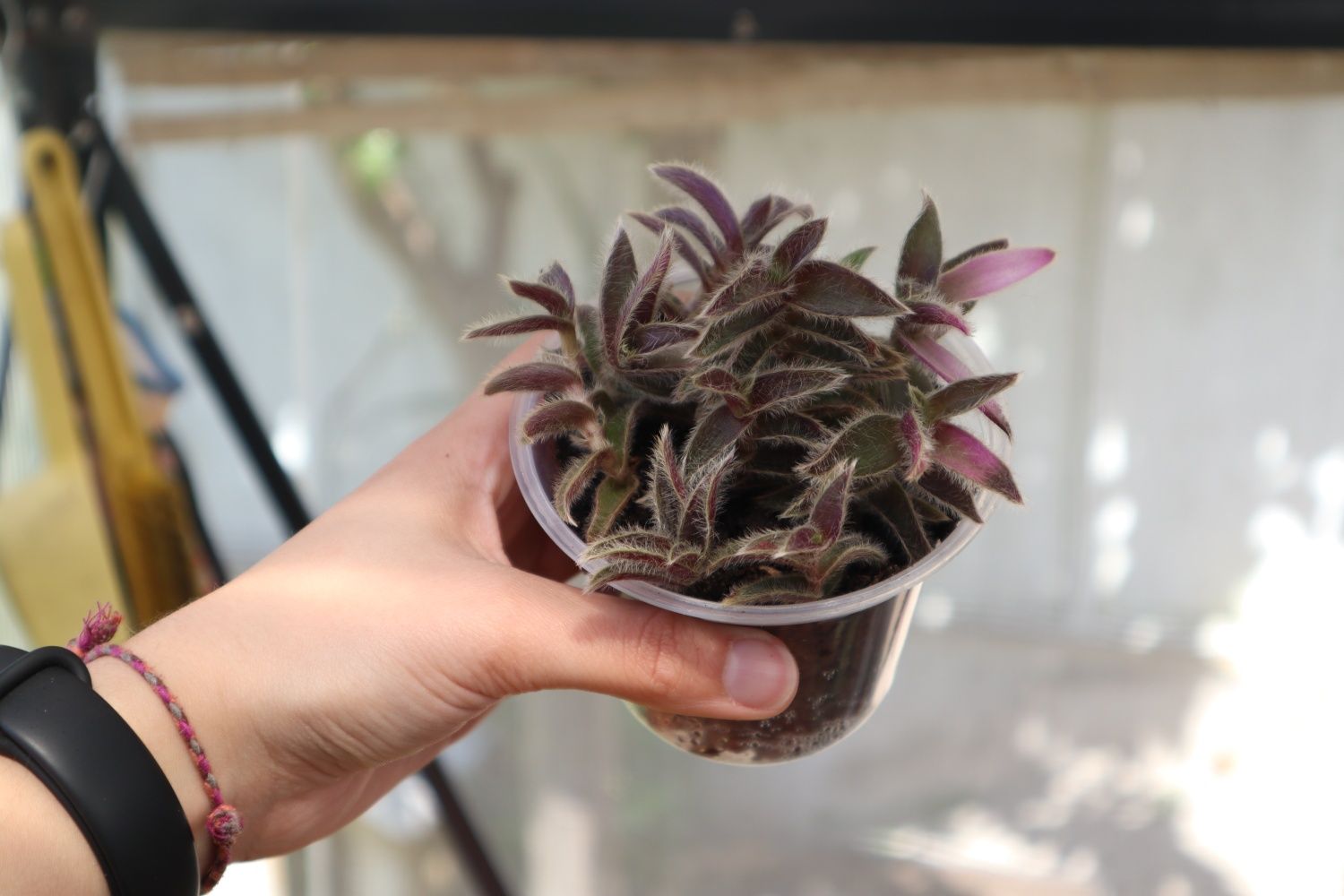 Suculenta rea l- Cyanotis Somaliensis