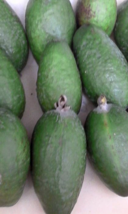 Plantas de Feijoa