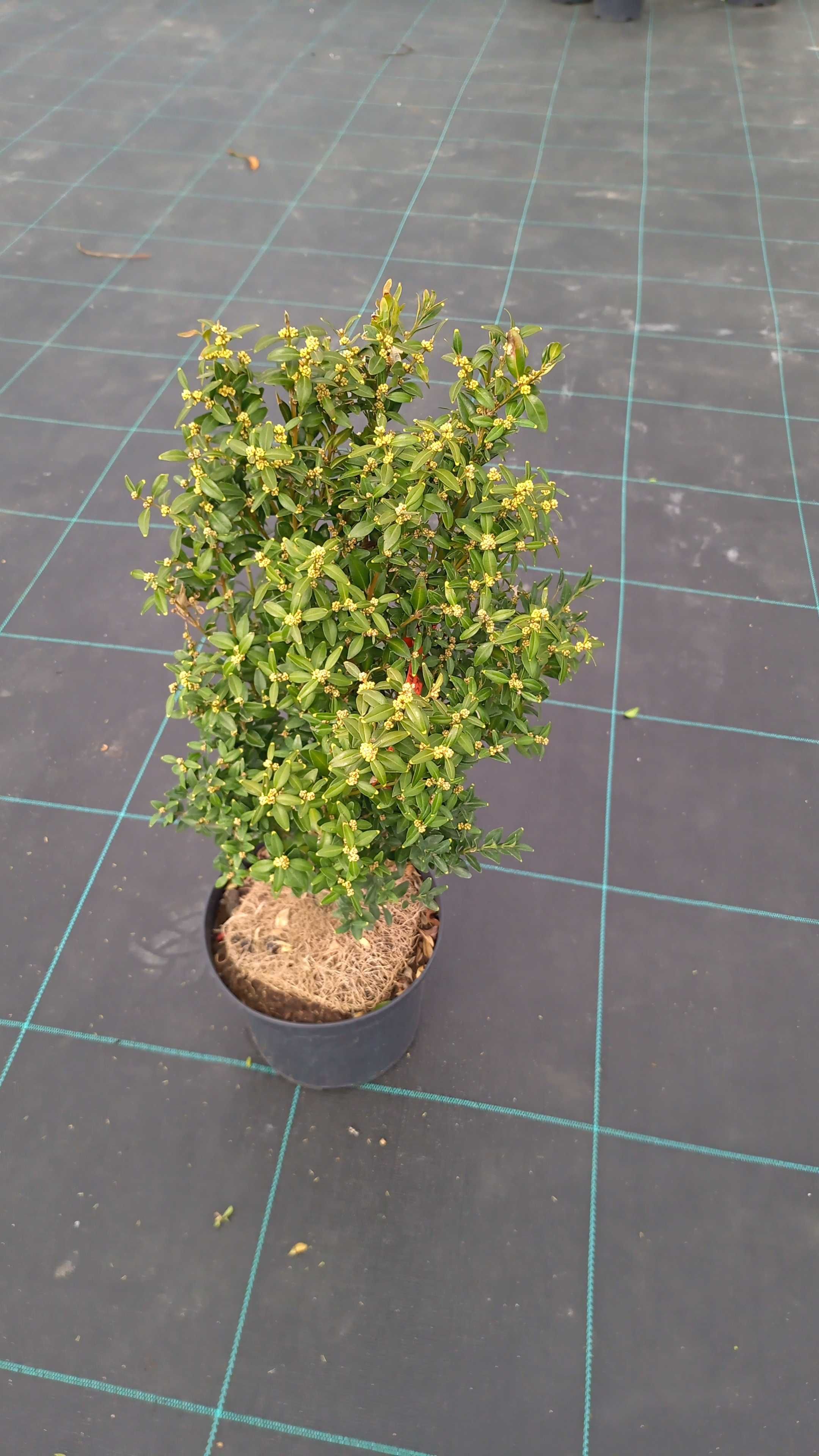 Bukszpan Faulnker, Aurea, Sempervirens