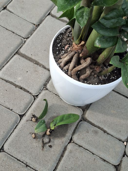 Заміокулькас Зензі (Zamioculcas zamiifolia 'Zenzi')