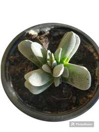 Planta Suculenta Crassula tecta