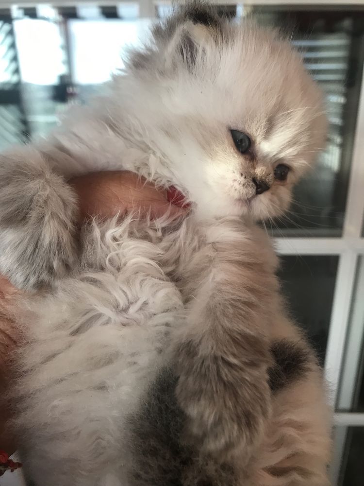 Gatinho persa bébé lindo