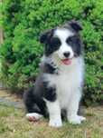 Border Collie - piesek ZKwP/FCI