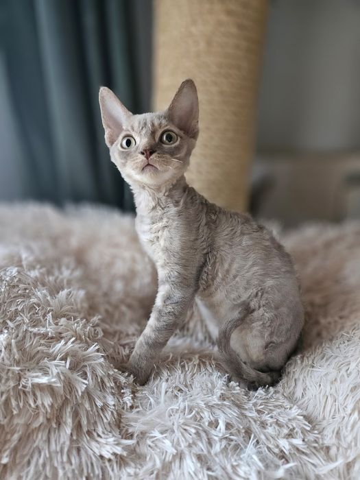 Liliowy kocurek Devon Rex