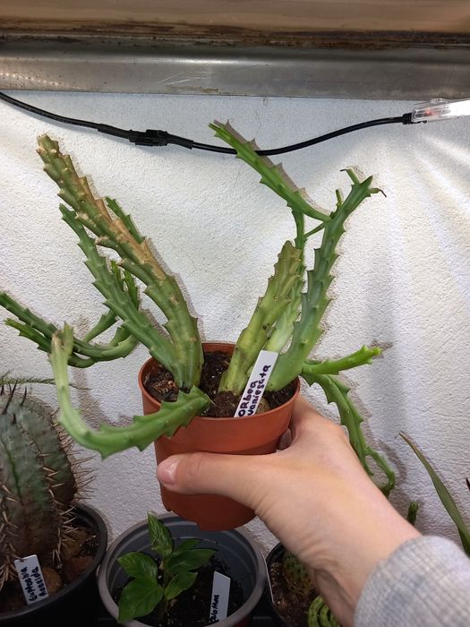 Vendo cactos e suculentas