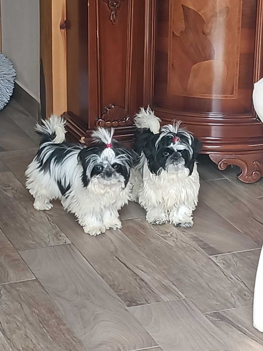 SHIH TZU - suczka