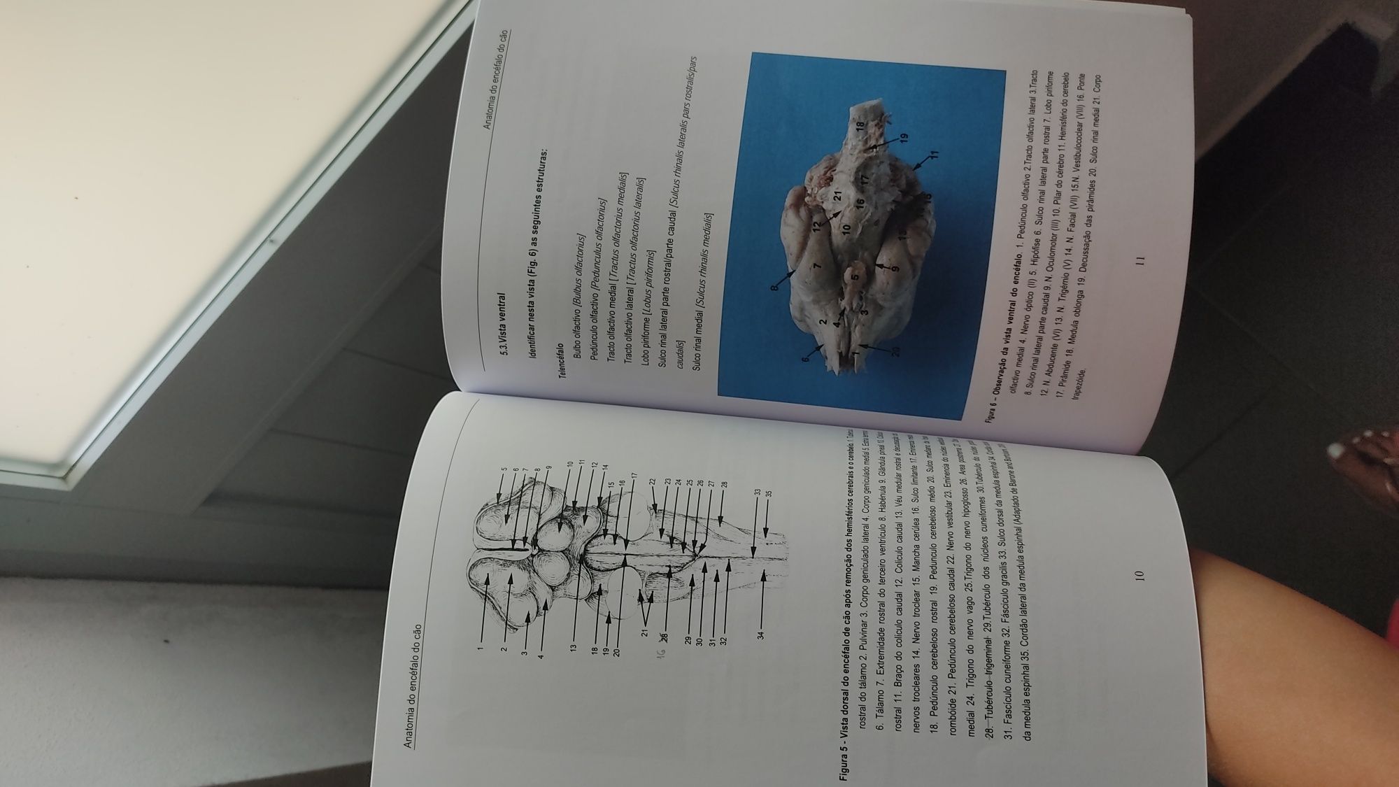 Anatomia do encéfalo do cão