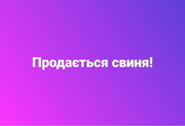 Продається свиня