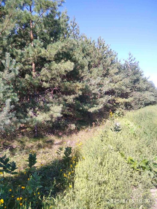 Продаж земельної ділянки у селі Тубільці, Черкаської області