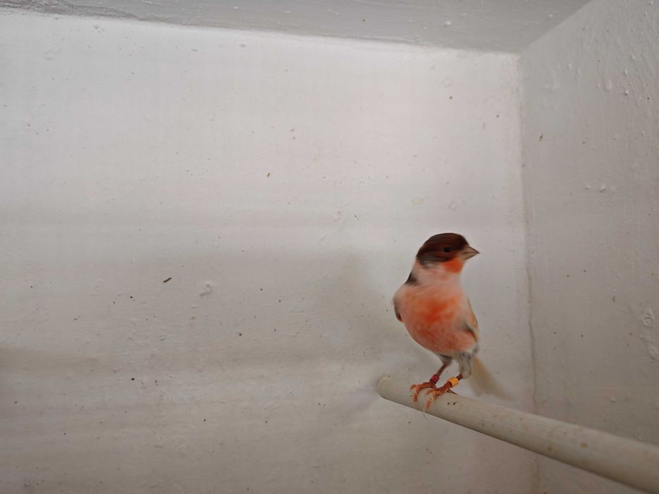 Casais Canários Arlequim Português