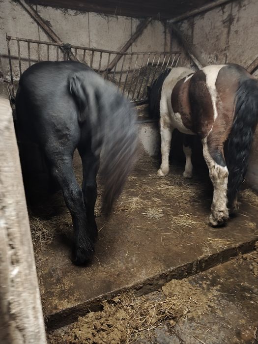 Sprzedam konie źrebne i do zaprzęgów różne maść