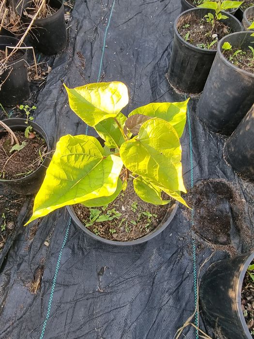 Sadzonki katalpy katalpa catalpa surmia Wyprzedaż jesienna 50% promocj