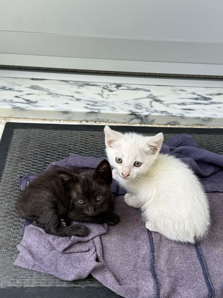 Dou 4 gatinhos, 3 brancos e 1 preto