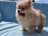 Pomeranian chłopak