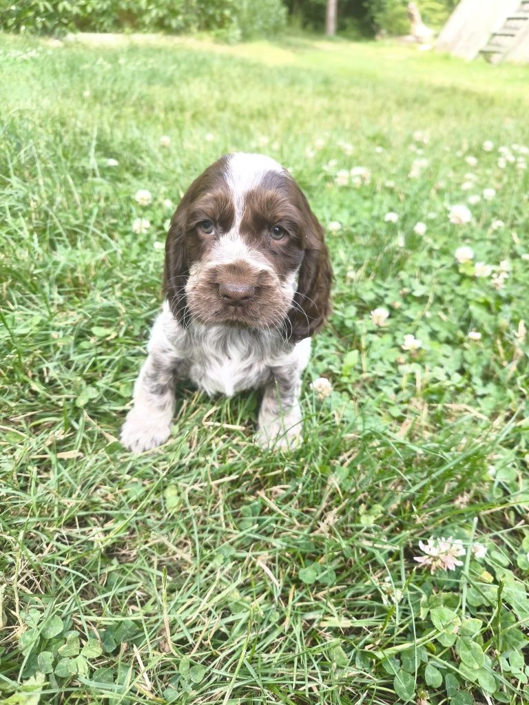 Cocker spaniel angielski samiec liver roan