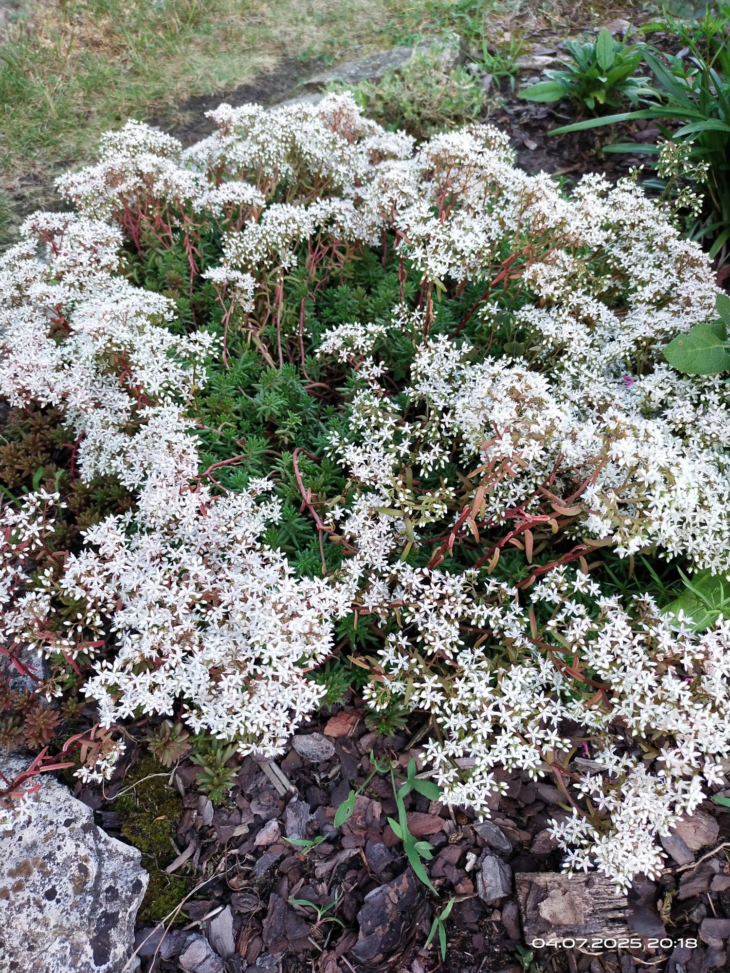 Rozchodnik biały
