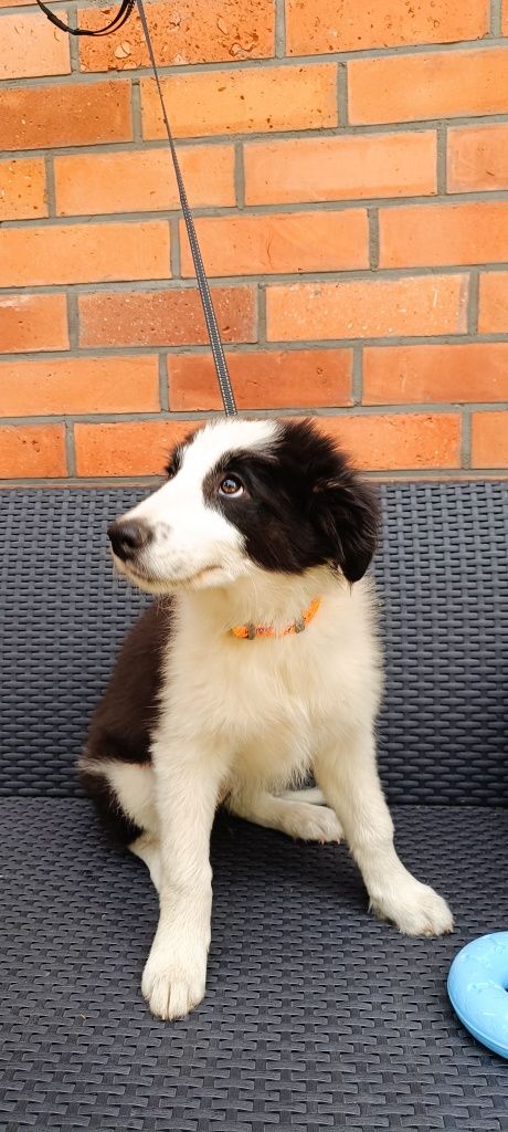 Border collie szczeniak suczka