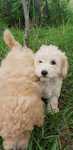 Bichpoo. Poochon. Chłopczyk Prince