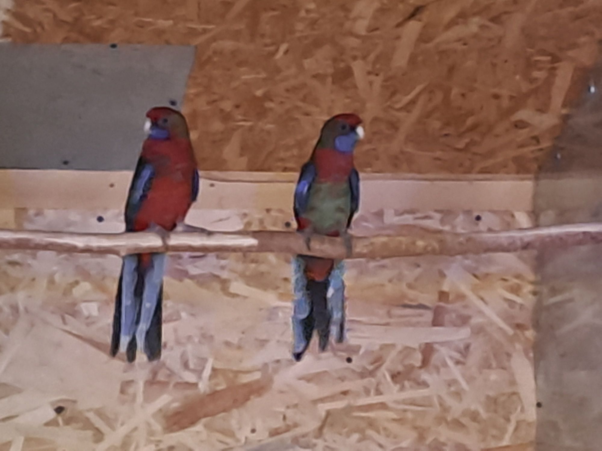 ПРОДАМ пенантовых розеллы попугаи