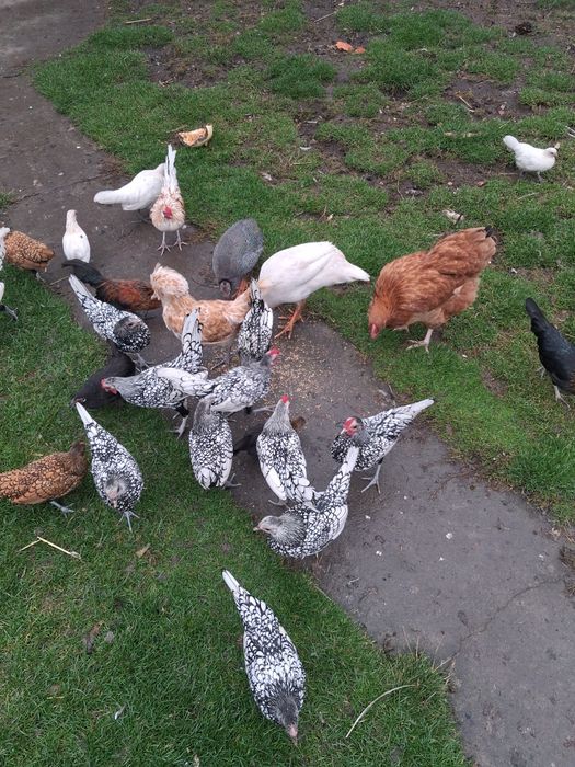 Kury ozdobne, sprzedam