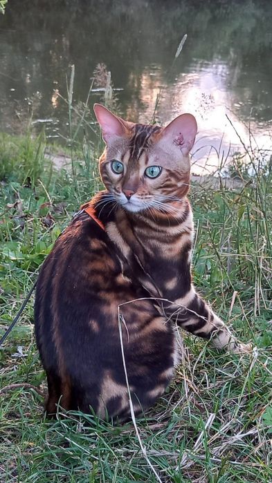 Продається бенгал 22