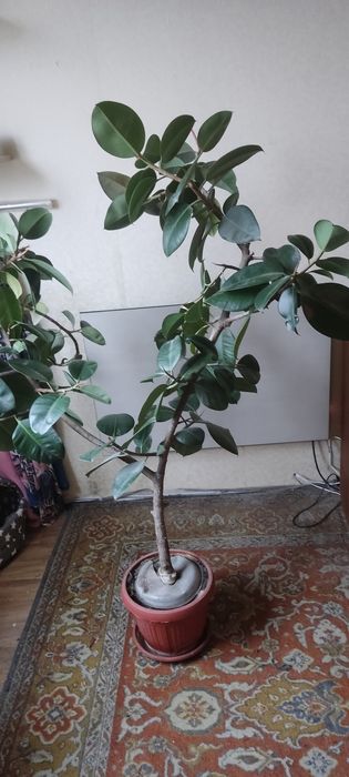 Продам комнатну квітку 115 см  фікус
