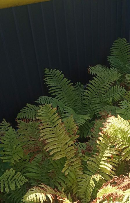 Продам папоротник