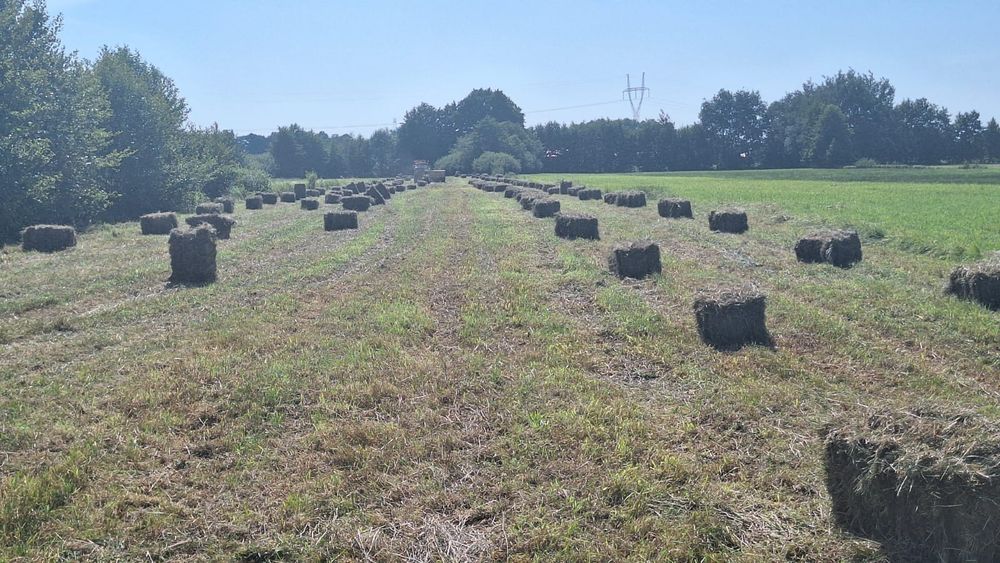 Tegoroczne siano w kostkach