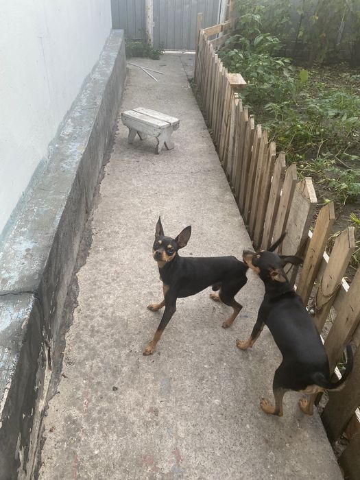 Вʼязка той терєр