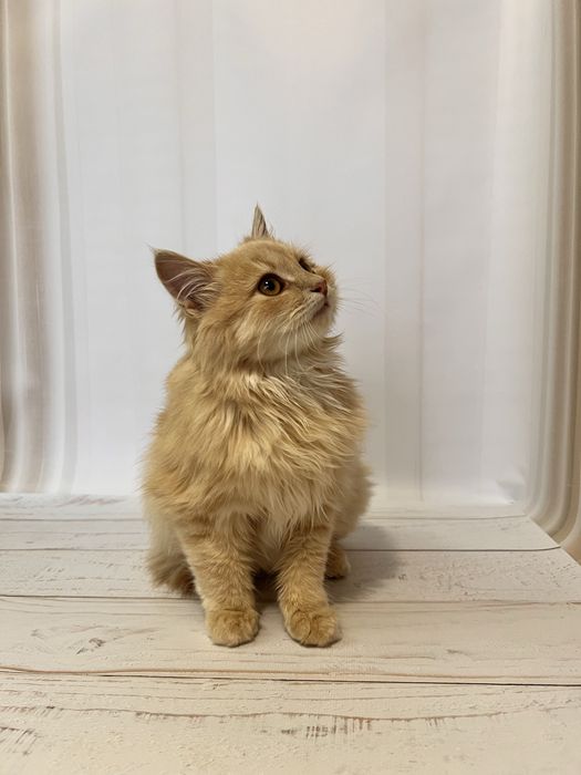 Кошеня 3,5 місяці