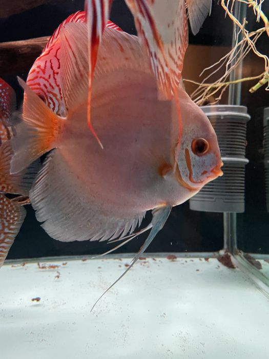 Discus - Diamond Blue e Heckel Cross