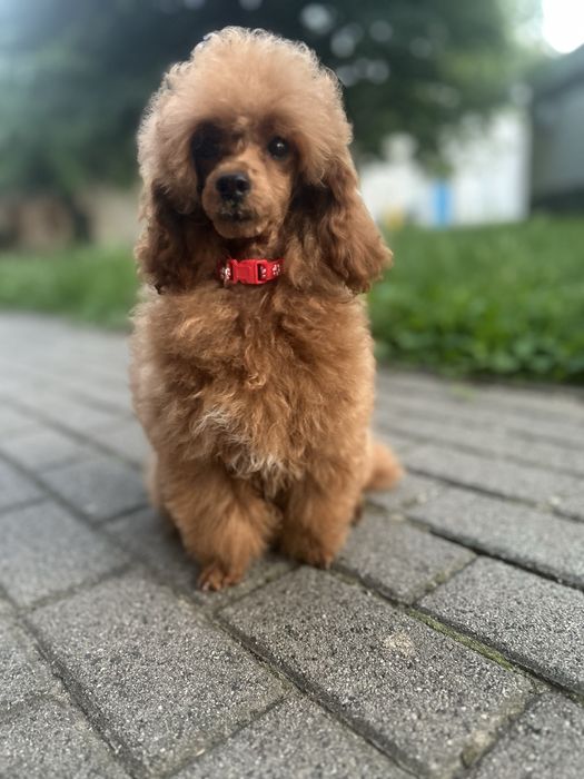 Pudel toy piesek FCI