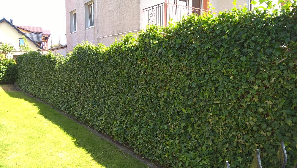 Bluszcz pospolity hedera helix na mur siatkę skarpę