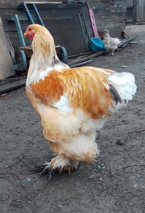 Продам півників Брама лімон