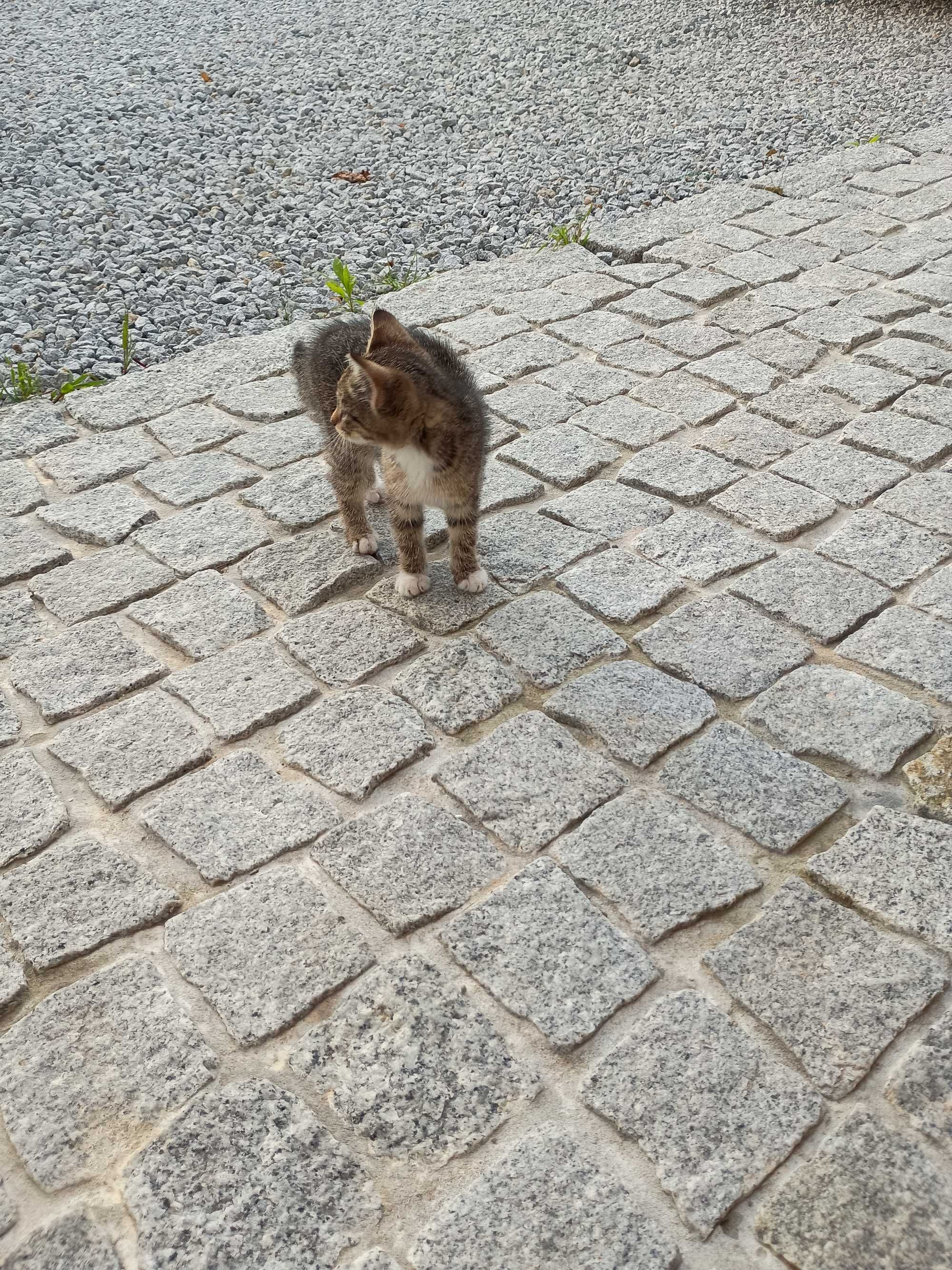 Oddam kotkę w dobre ręce