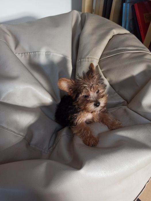 Lindo menino Yorkshire