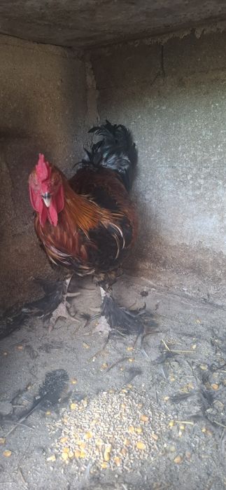 Galos, varios brahma