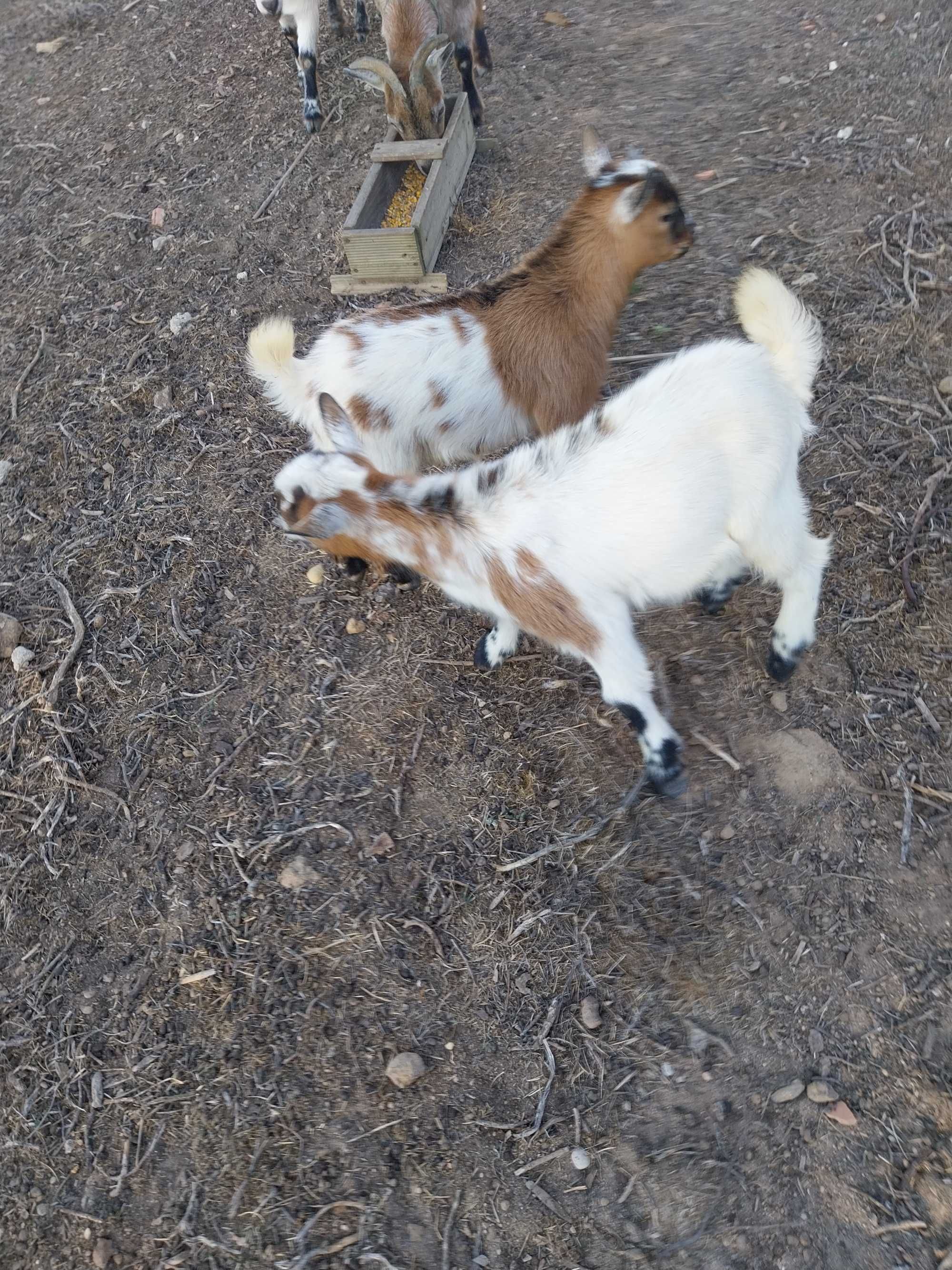 cabras anãs felizes