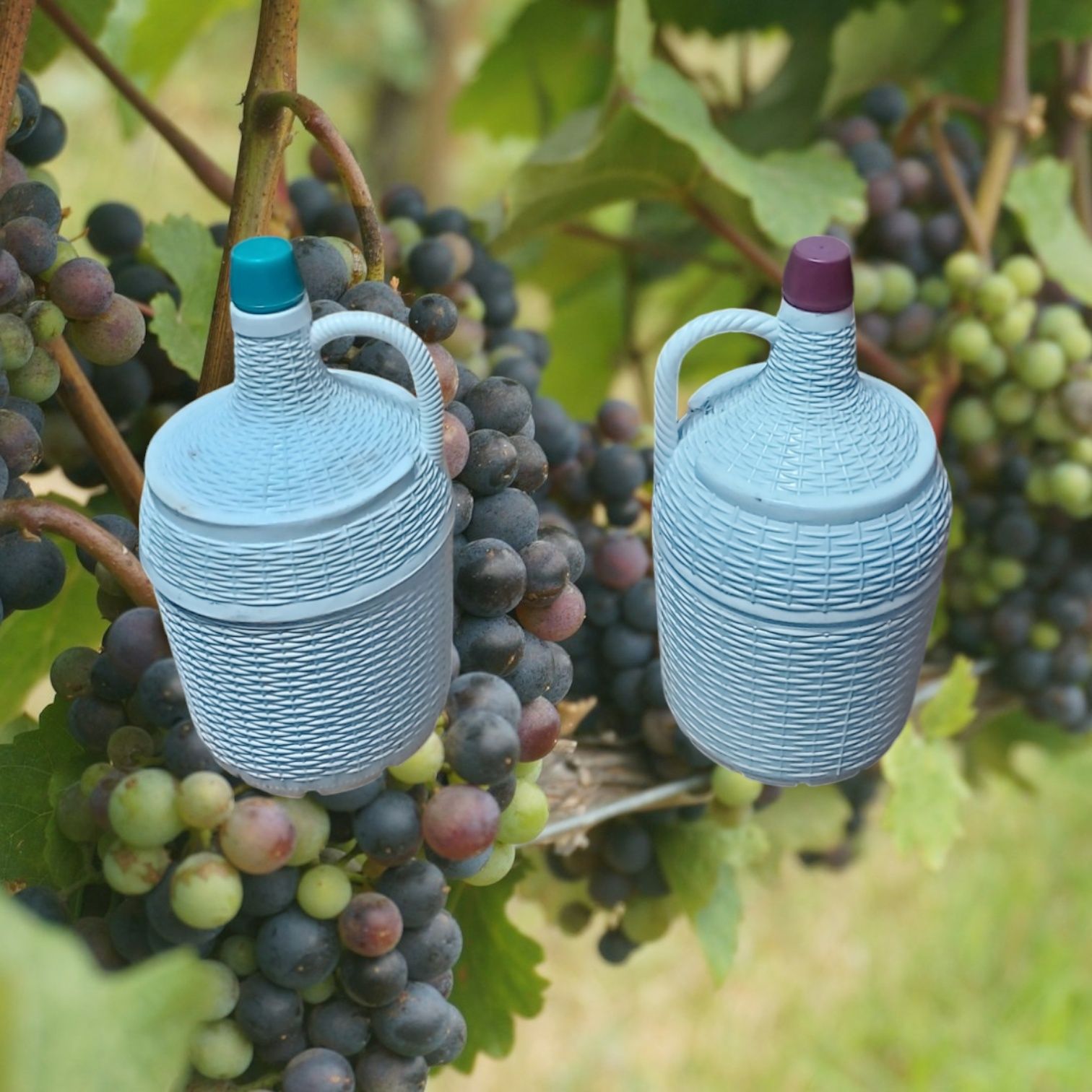 Decorativo do Douro Tinto ou Branco