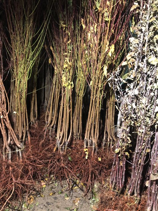 В наявносді саджанці опт