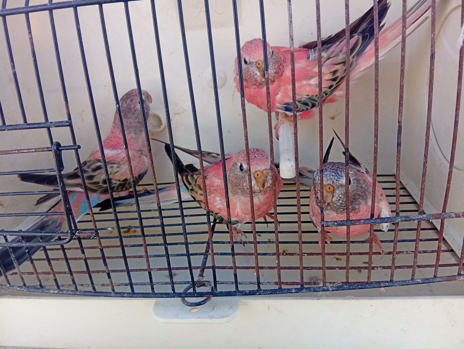 Red rumped pyrrulas bourks caturras e agapórnis