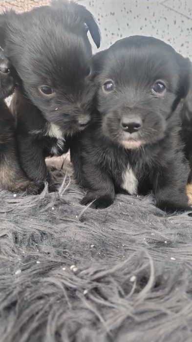 Oddam pieski w dobre ręce