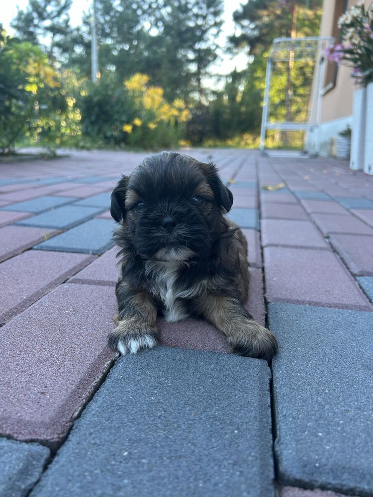 Shih tzu         .