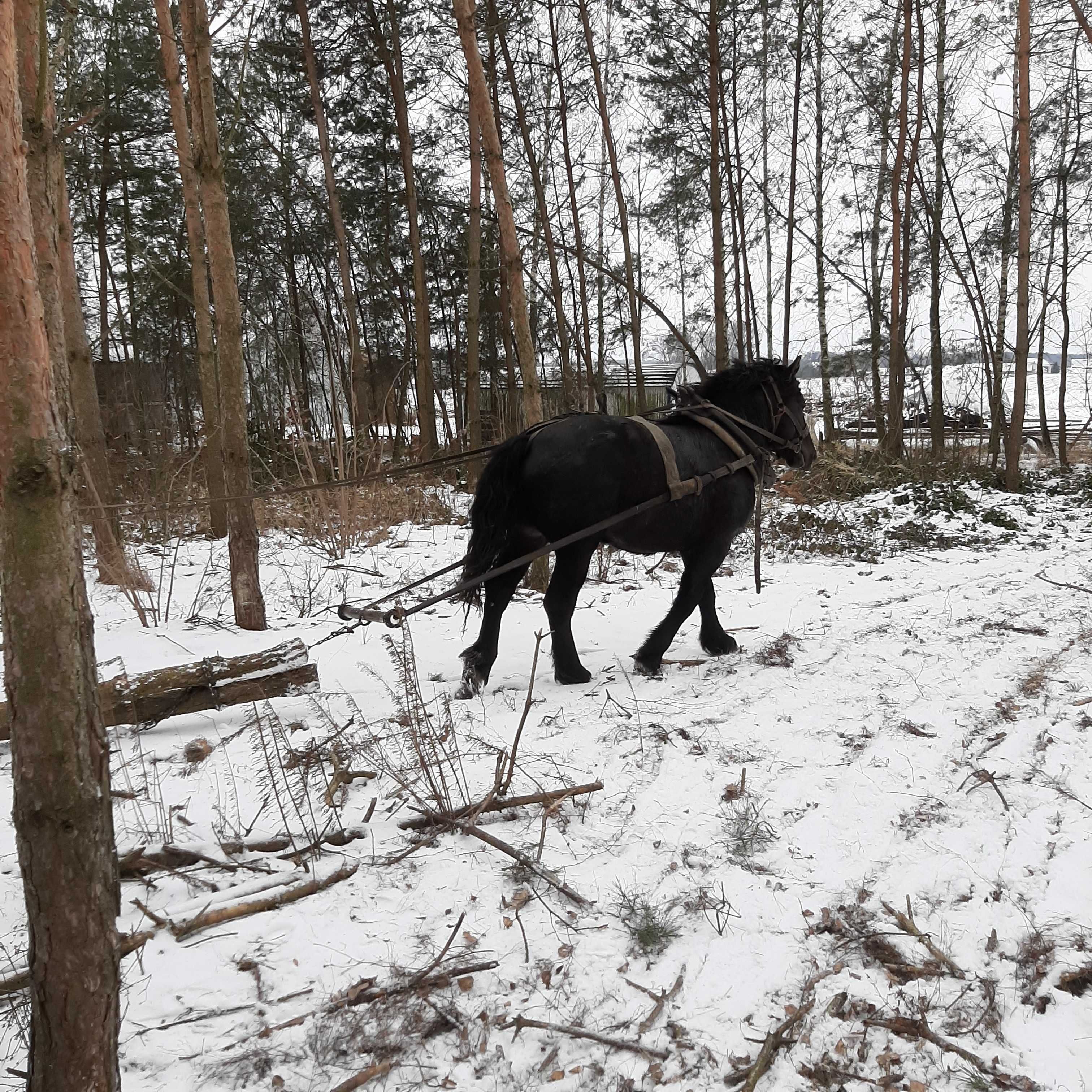 Ogierek w typie sokólskim