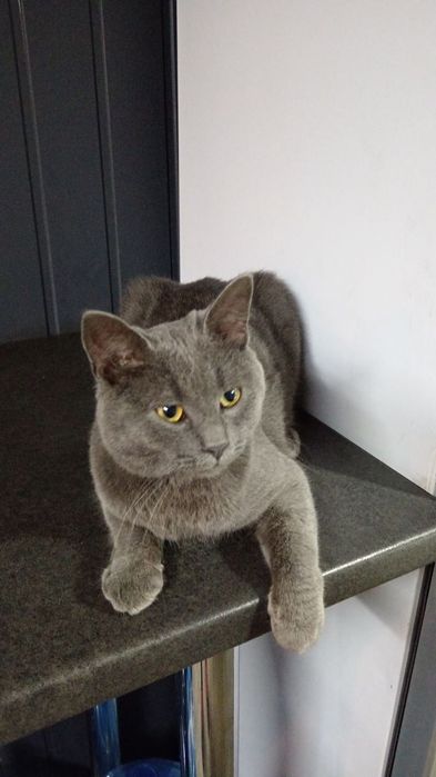 Британець 10м. шукає родину