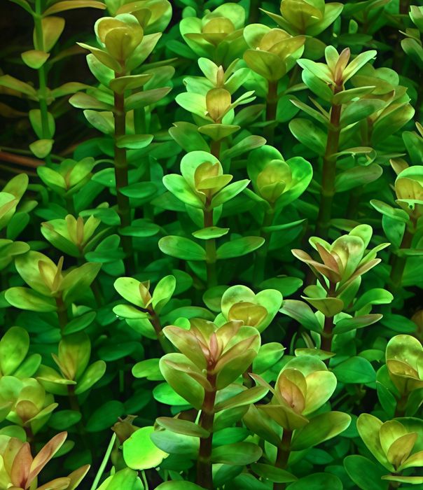 Sadzonki Ammania bonsai