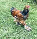 Brahma olbrzymia porcelanowa - koguty