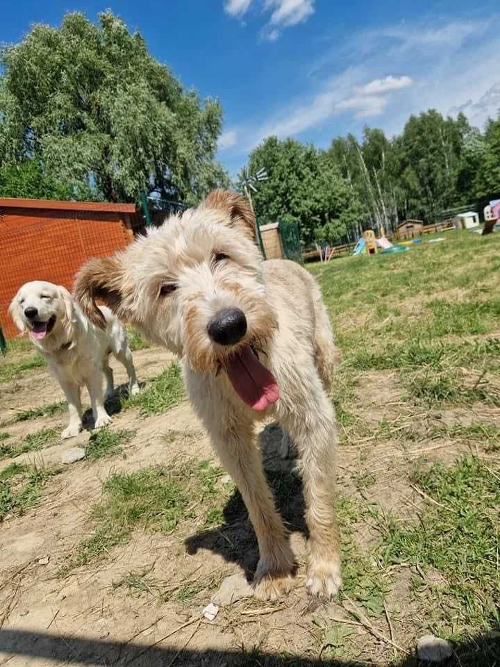 Spinka w typie terier pszenicznego (nie gubi sierści)