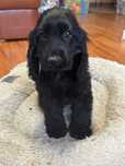 Cocker spaniel piesek