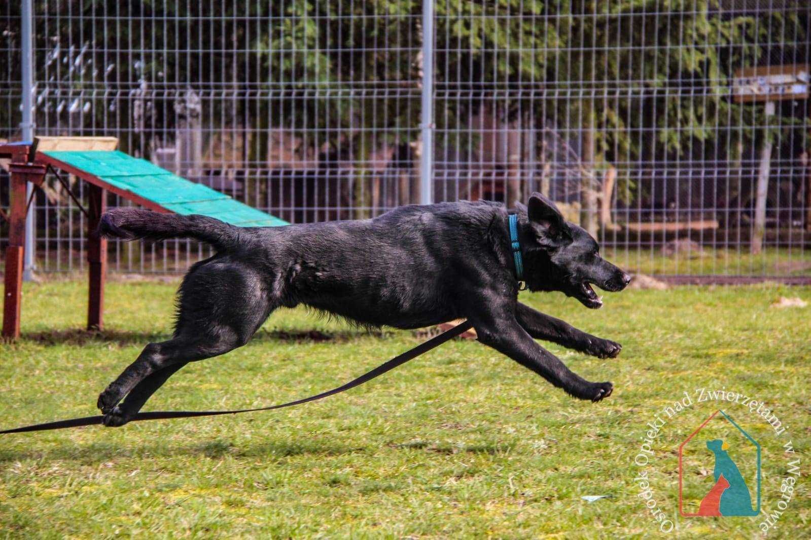 WESOŁY, MĄDRY, fajny psiak w typie labradora - adoptuj, nie kupuj